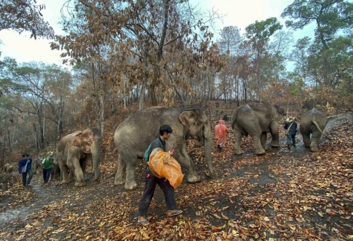 В Таиланде слонов, оставшихся без работы из-за коронавируса, стали возвращать в естественную среду обитания