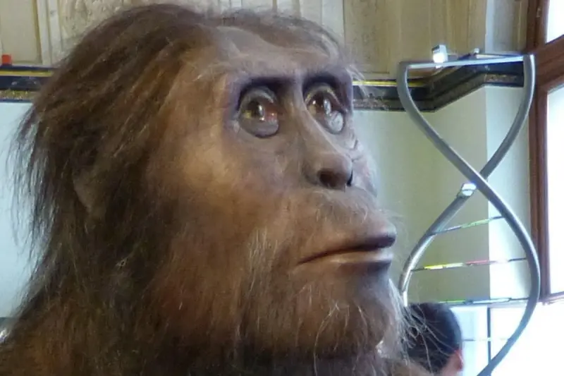 Ученые приблизились к истине: обезьяна-предок человека Люси могла ходить так же, как мы