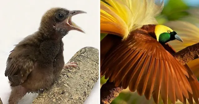 Яркие и необычные превращения птенцов во взрослых птиц