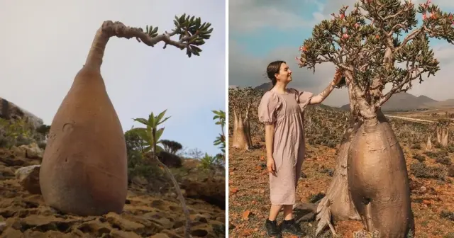 Подборка самых необычных видов деревьев в мире