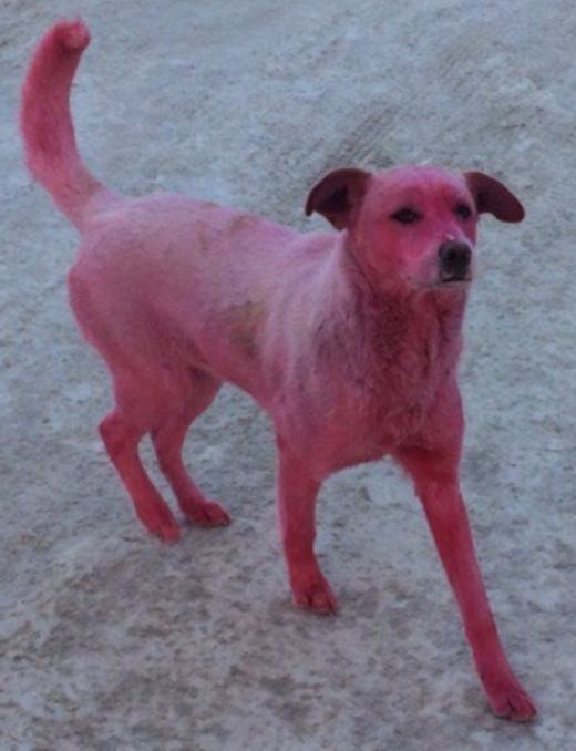 В Ижевске спасли розовую собаку