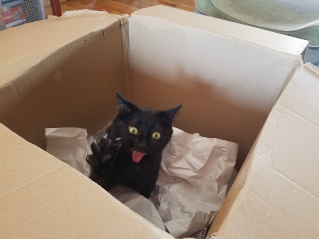 Кот прибалдел от новой коробки.