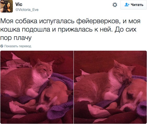 Лучшие твиты о котах 2016