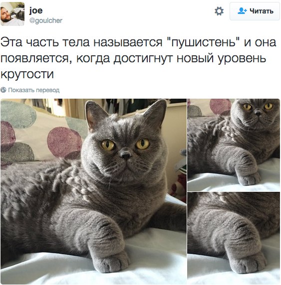 Лучшие твиты о котах 2016