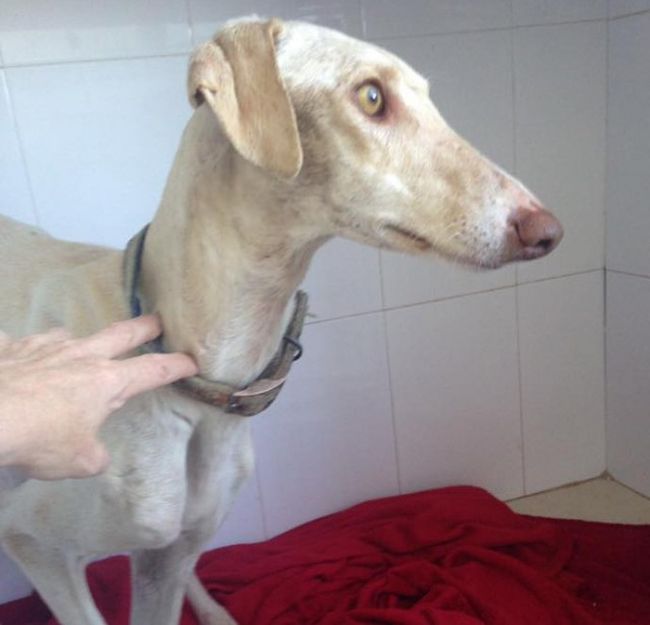 Собака со сломанной лапой показал ветеринарам путь к своим щенкам
