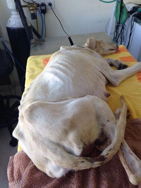 Собака со сломанной лапой показал ветеринарам путь к своим щенкам 