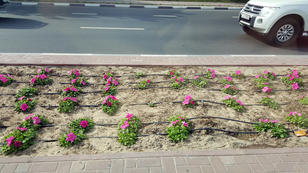 Система полива растений в ОАЭ