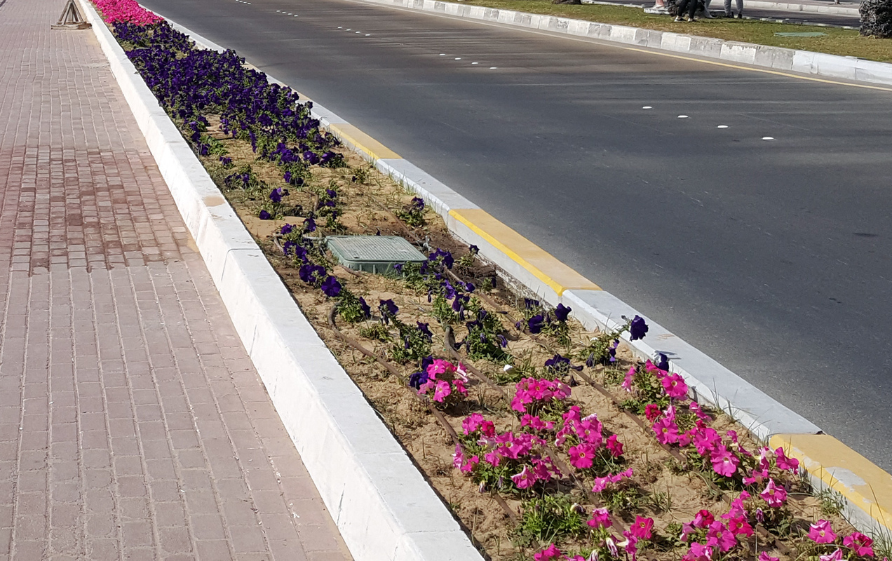 Система полива растений в ОАЭ