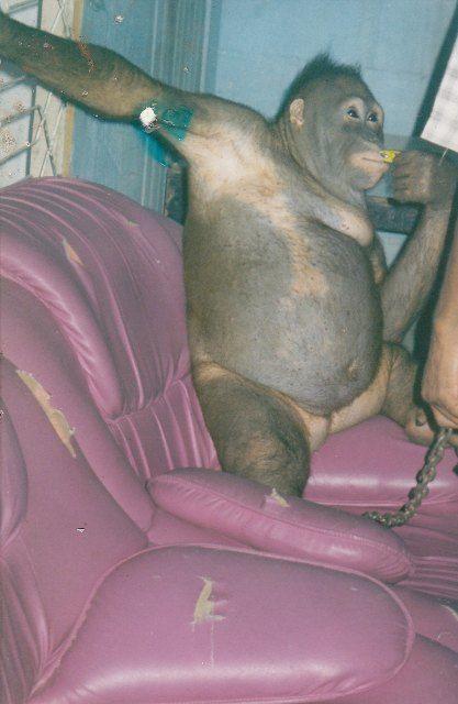 Рабочие в Борнео брили самку орангутана и использовали как секс-рабыню