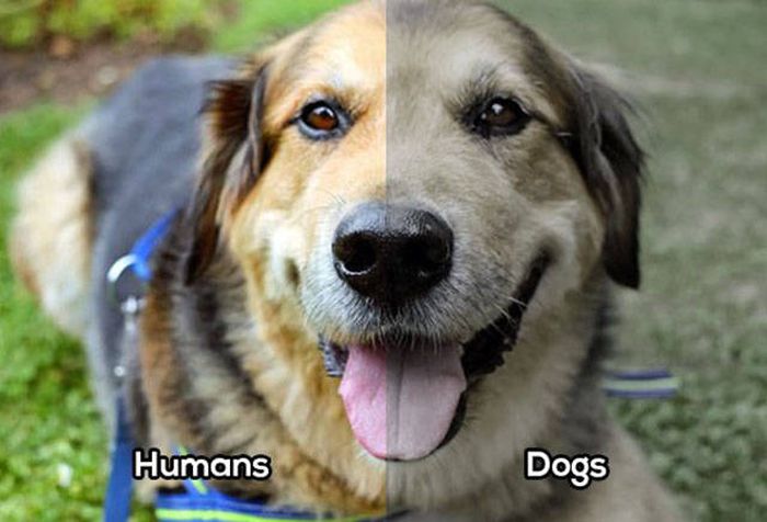 Сравнение зрения человека со зрением животных