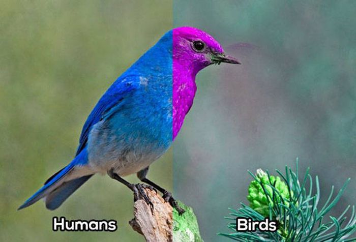 Сравнение зрения человека со зрением животных