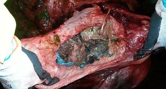 В желудке мертвого кита обнаружил склад пластиковых пакетов