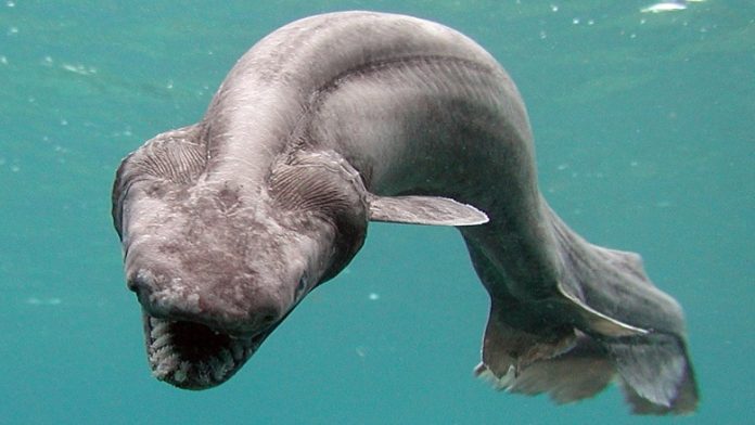 8 пренеприятнейших морских существ