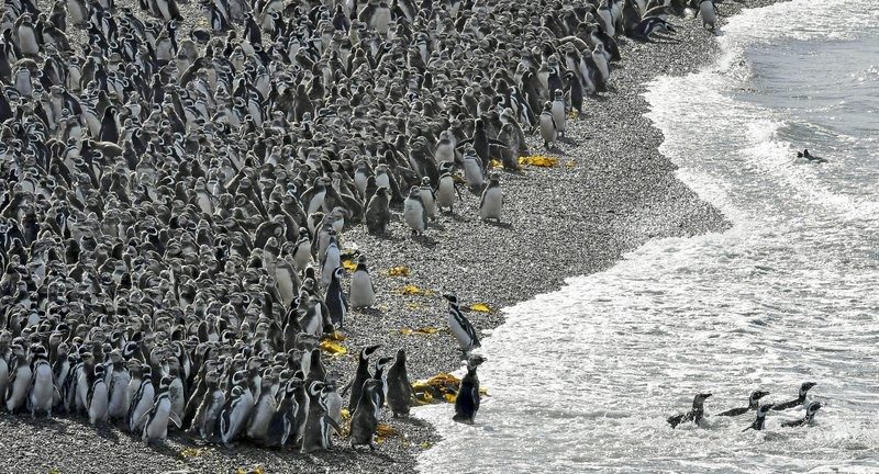 В Аргентине нерест привлёк более миллиона пингвинов