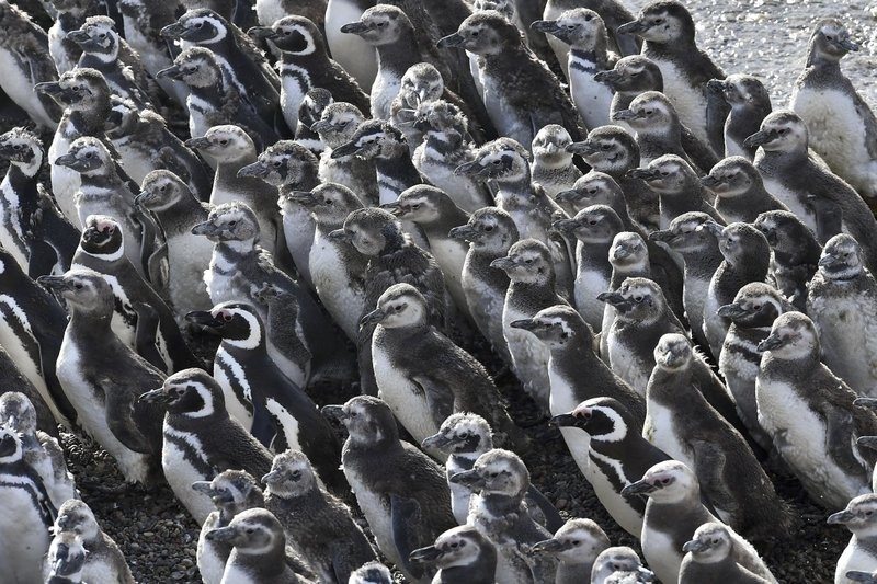 В Аргентине нерест привлёк более миллиона пингвинов