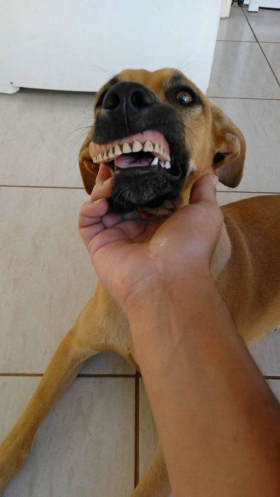 Собака обновила свою улыбку