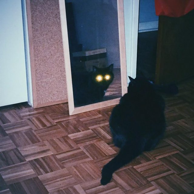 Котики с темной стороны.