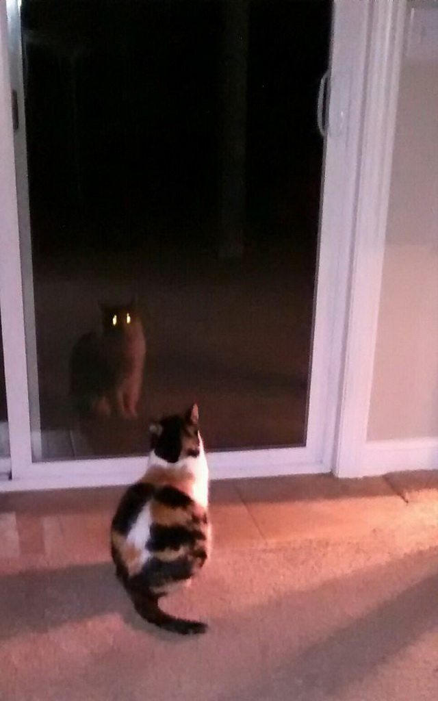 Котики с темной стороны.