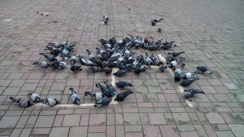 Обычное кормление голубей в Киеве