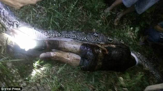 В Индонезии гигантский питон полностью проглотил мужчину