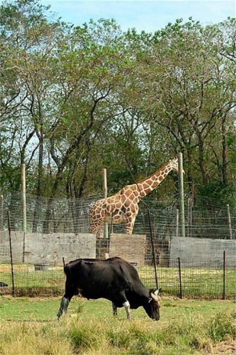 В США продают зоопарк за 7 миллионов долларов