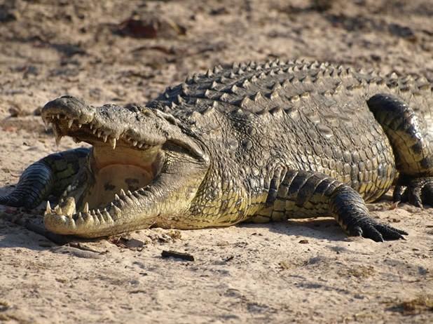 Крокодил откусил туристу ногу в Африке
