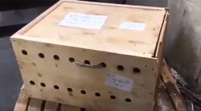 В аэропорту Бейрута внутри ящика обнаружили трех сибирских тигрят
