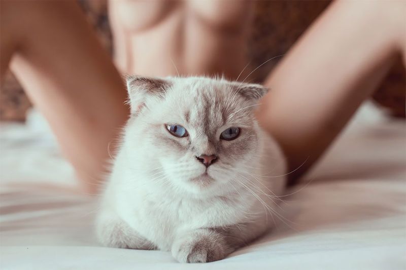 Обычный день из жизни пушистого кота с голубыми глазами