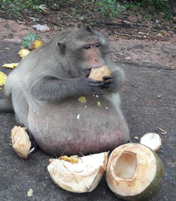 Самую толстую макаку Бангкока посадят на диету