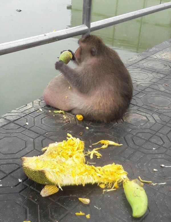 Самую толстую макаку Бангкока посадят на диету