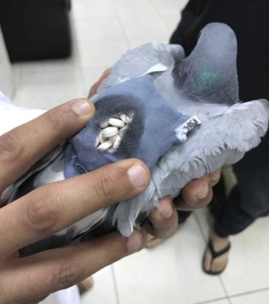 В Кувейте задержан голубь-контрабандист 