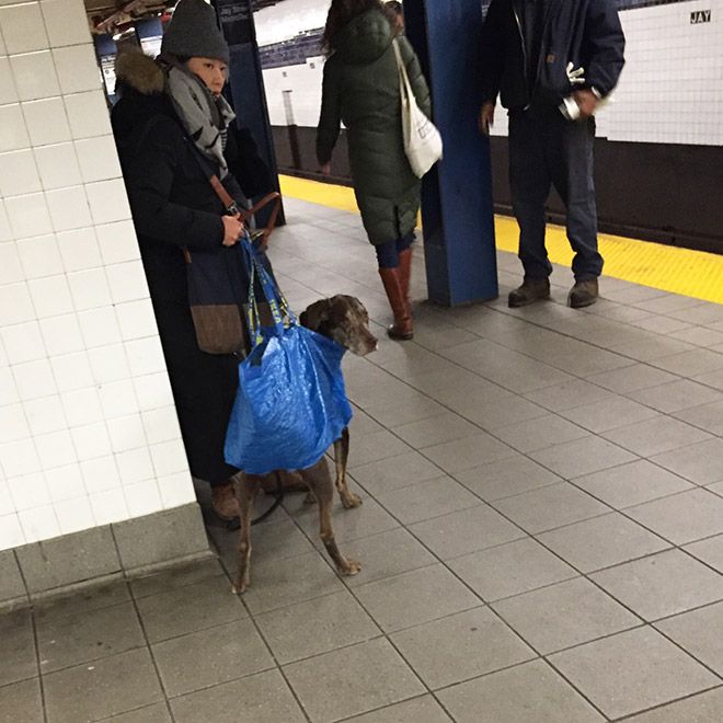 Как жители Нью-Йорка обходят запрет на собак в метро