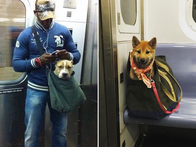 Как жители Нью-Йорка обходят запрет на собак в метро