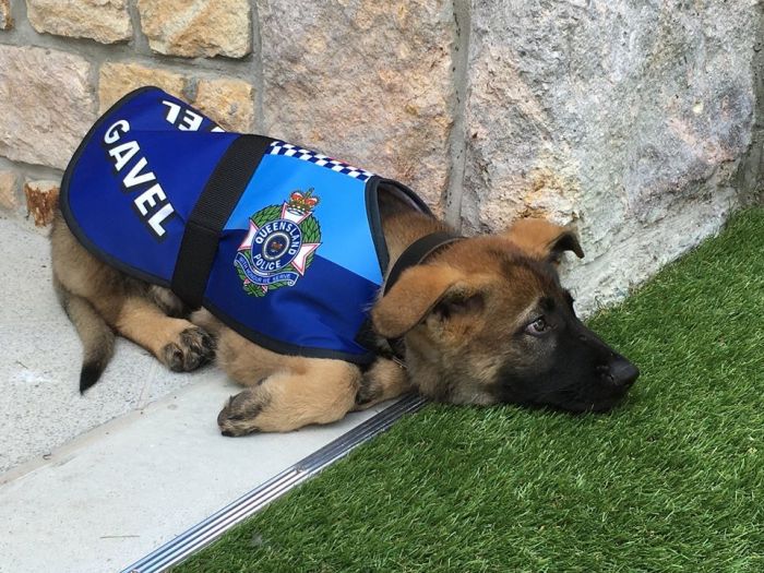 В Австралии слишком дружелюбную собаку исключили из полицейской академии