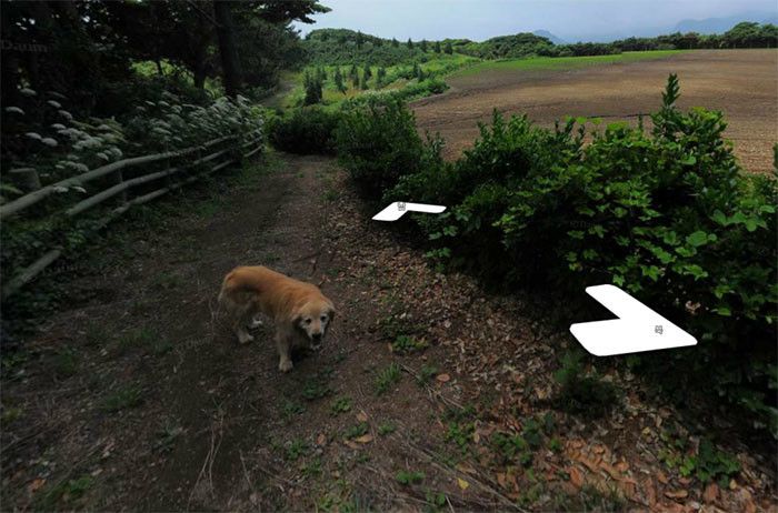 Заинтересовавшийся камерой пес попал на снимки Google Street View 