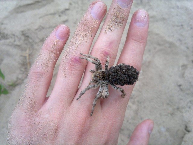 Самка тарантула южнорусского с детьми на спине