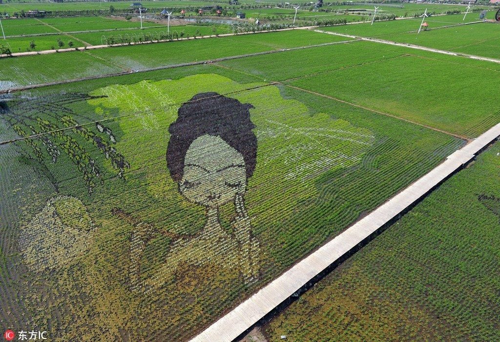 3D на рисовых полях