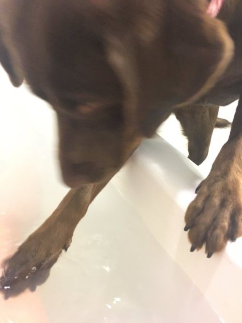 Собаке тоже захотелось принять ванну