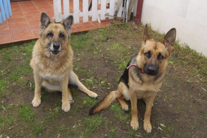 Сильные фото двух собак