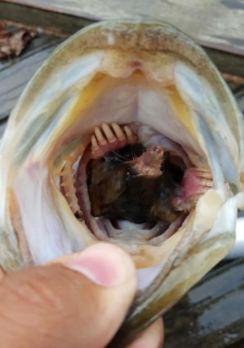 Рыбак обнаружил шокирующую находку внутри сома