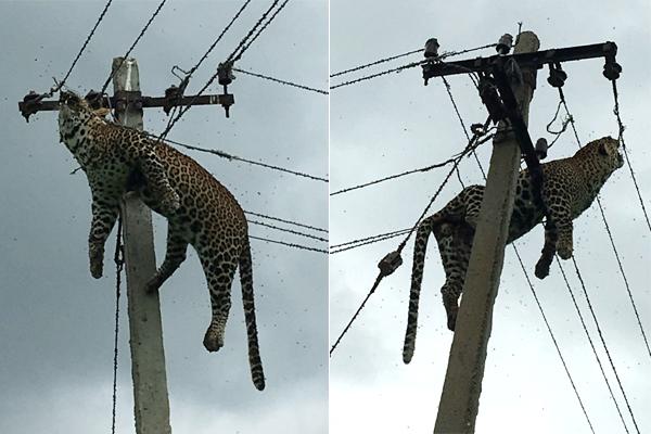 В Индии тело леопарда обнаружили на опоре ЛЭП