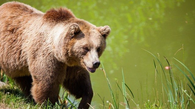 В Японии 68-летний каратист отразил нападение медведя
