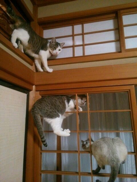 Двери "сёдзи" не лучшая идея для любителей котов