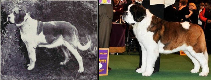 Породы собак, которые за 100 лет изменились до неузнаваемости