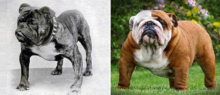 Породы собак, которые за 100 лет изменились до неузнаваемости