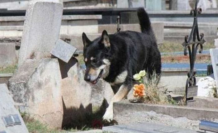 Собака 11 лет живет на могиле хозяина