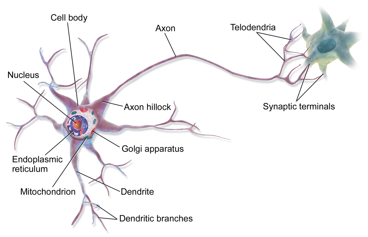 Как нейроны общаются между собой