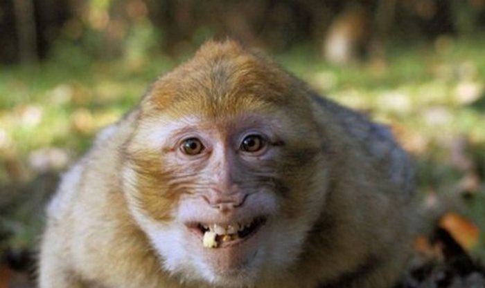 Животные тоже умеют улыбаться