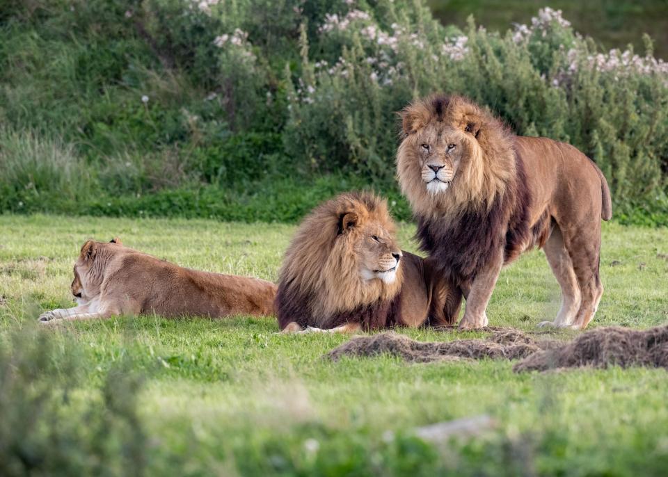 Львы-геи в британском зоопарке