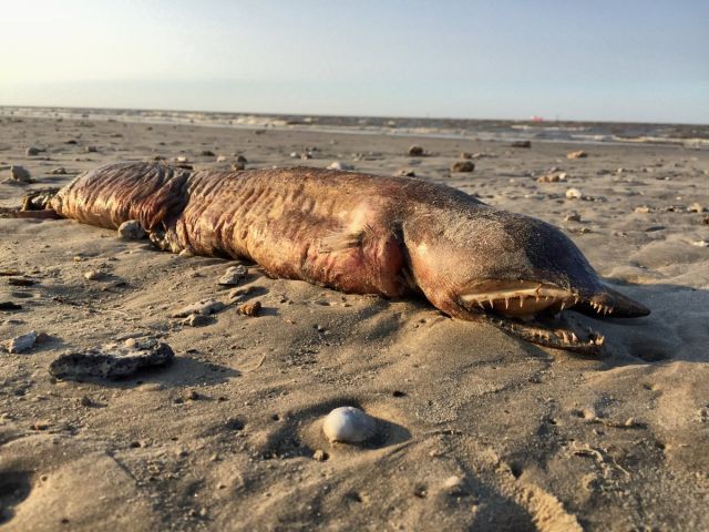 Ураган «Харви» выбросил неизвестное существо на берег Техаса